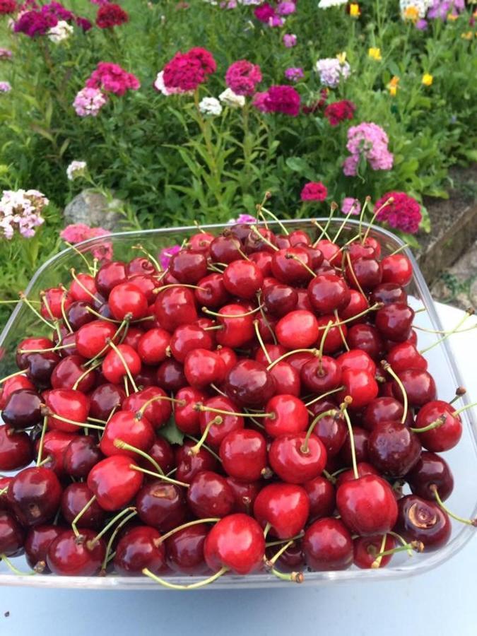 Entre Canal Et Vignes Bed and Breakfast Escolives-Sainte-Camille Exteriör bild